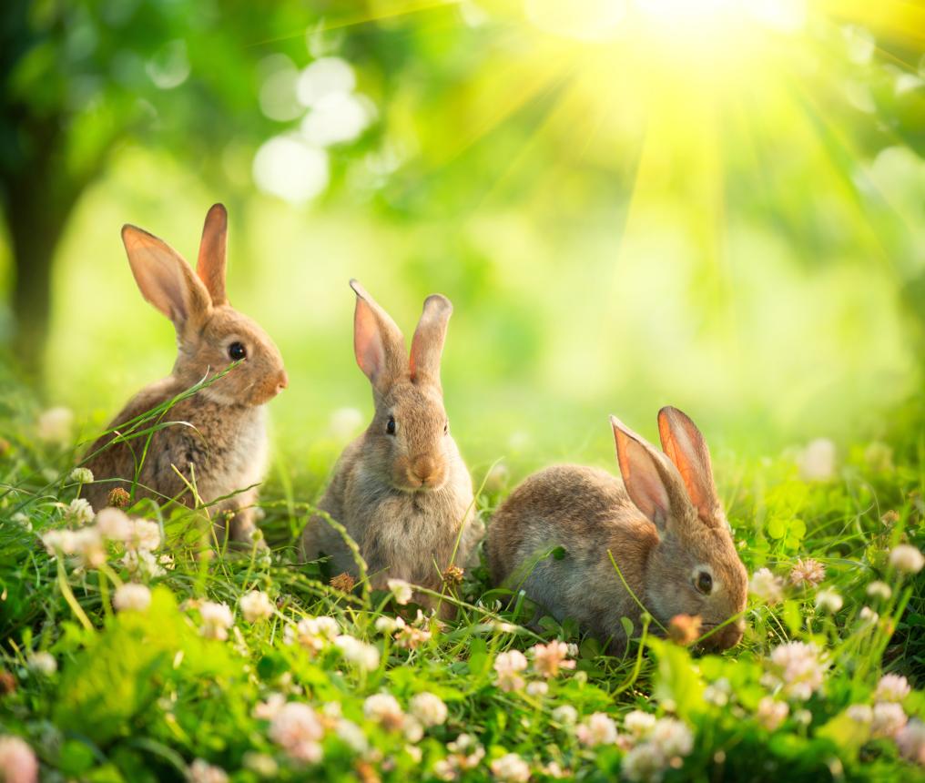 Konijntjes - Shutterstock