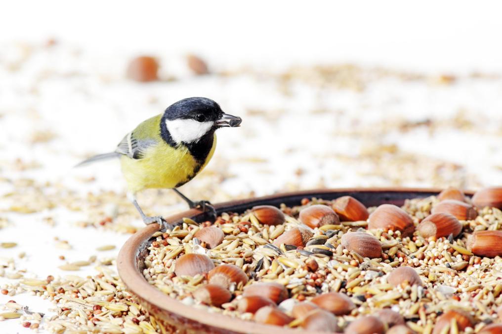 Koolmees op voedertafel - Shutterstock