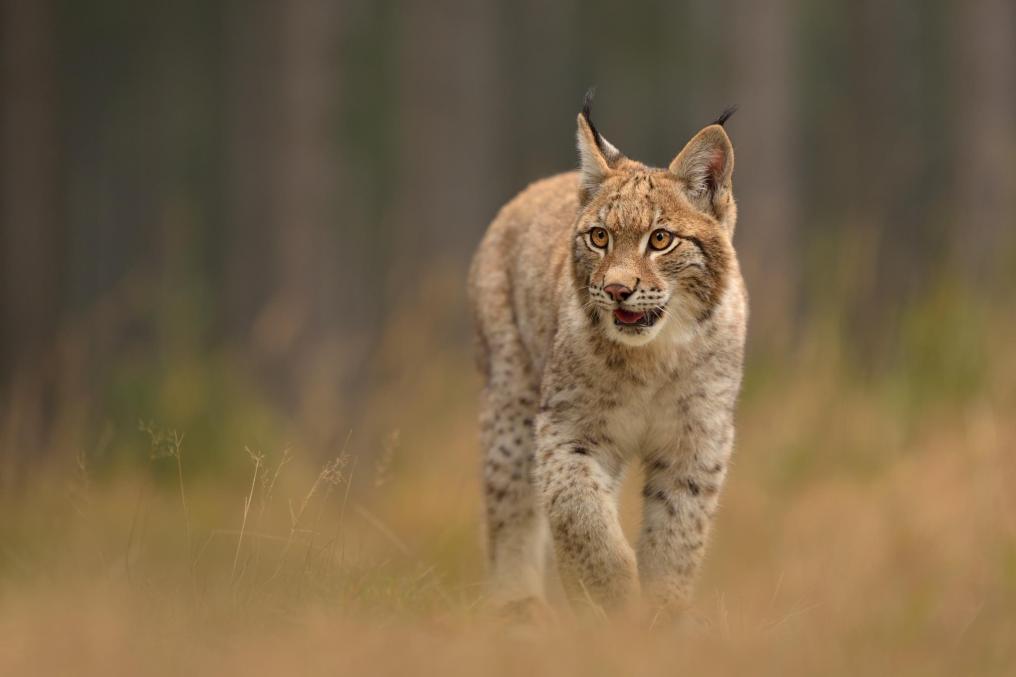 Lynx - Shutterstock