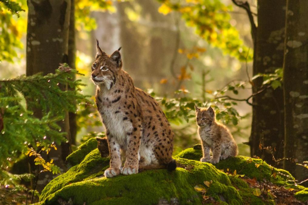 Lynx - Welp - Shutterstock