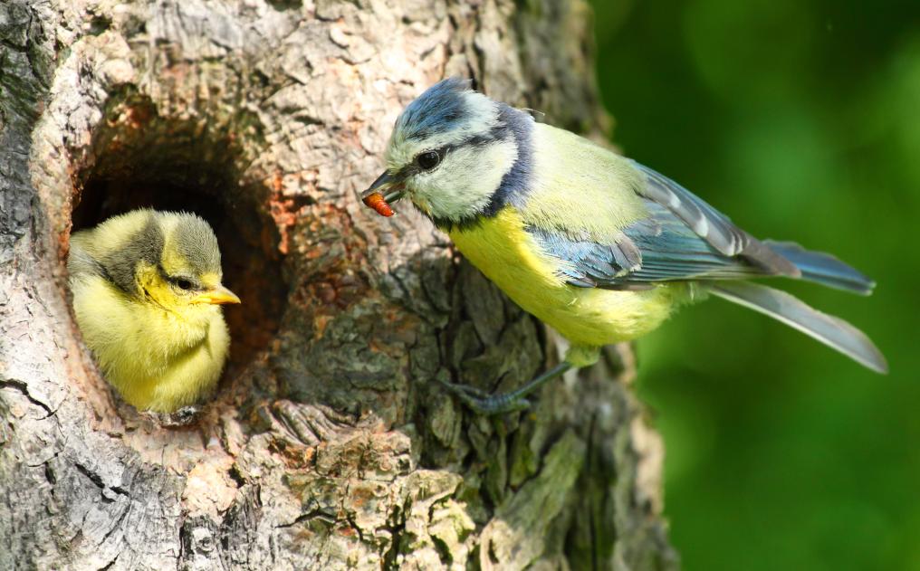 Pimpelmees voedert jong - Shutterstock