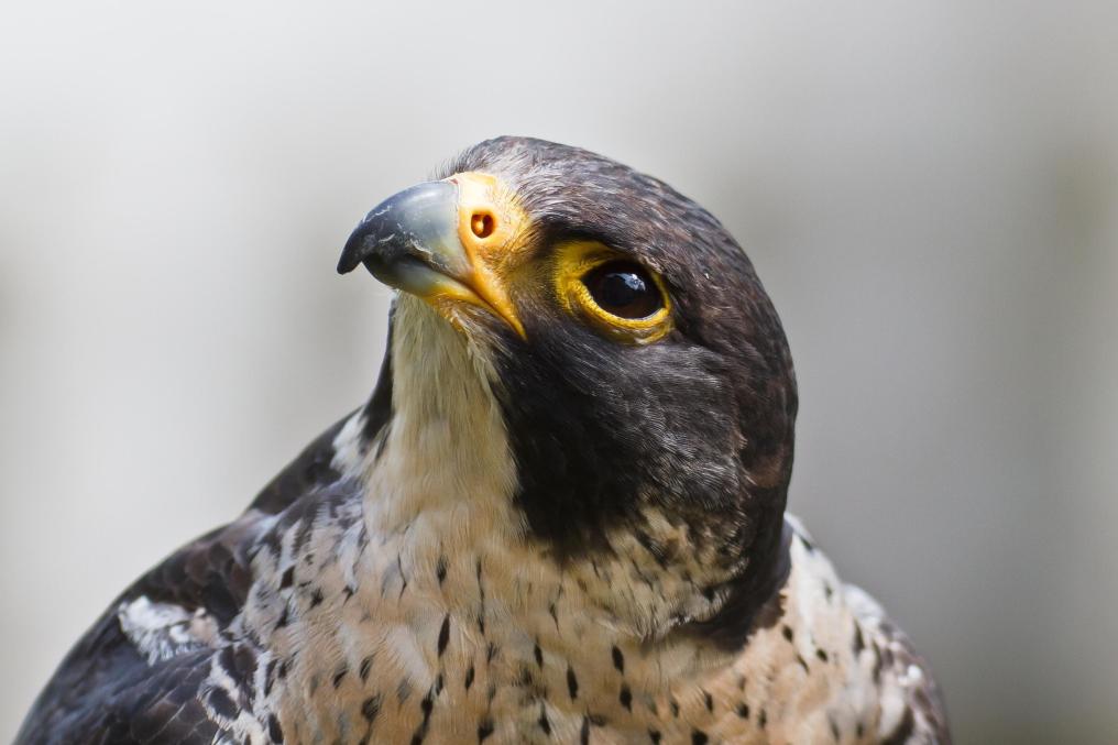 Slechtvalk portret  - Shutterstock