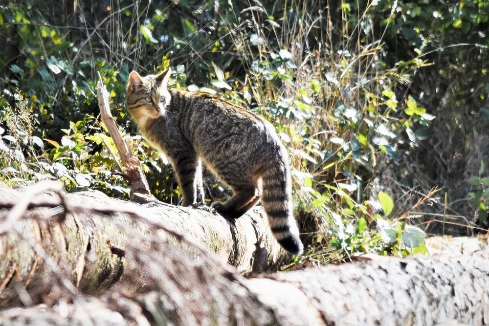 Wilde kat - waarnemingen.be