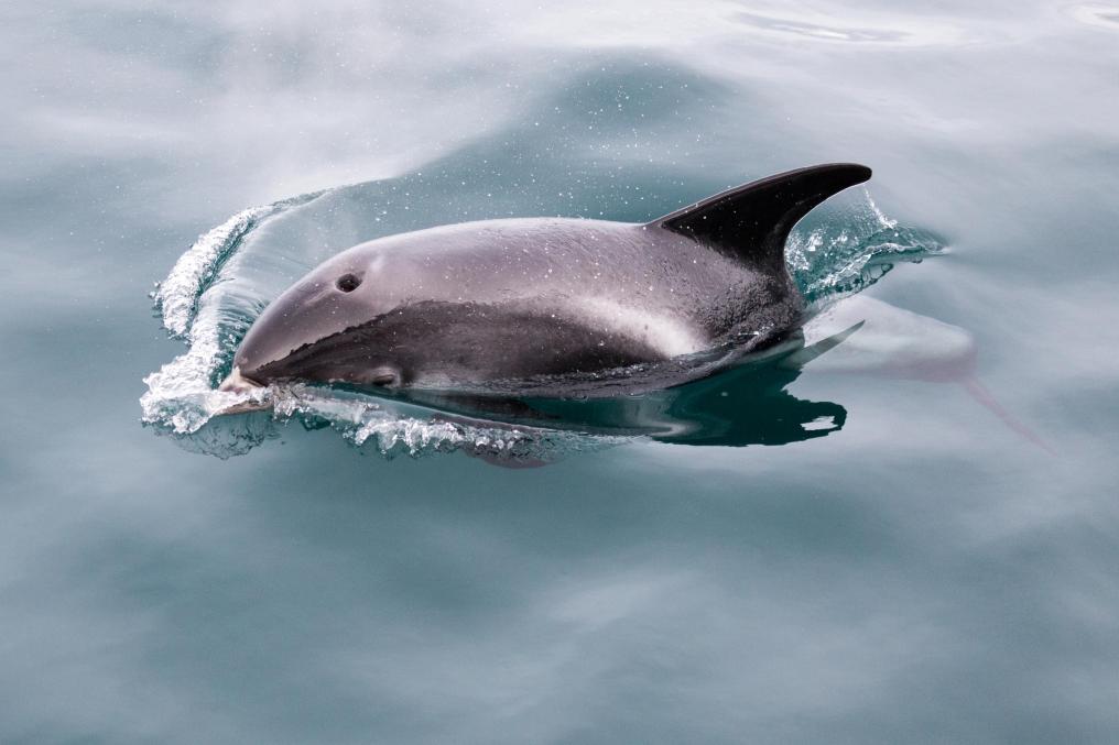 Witsnuitdolfijn - Shutterstock