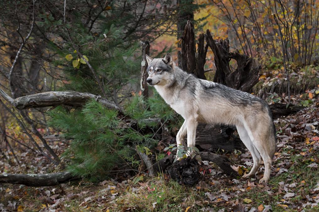Wolf - Shutterstock