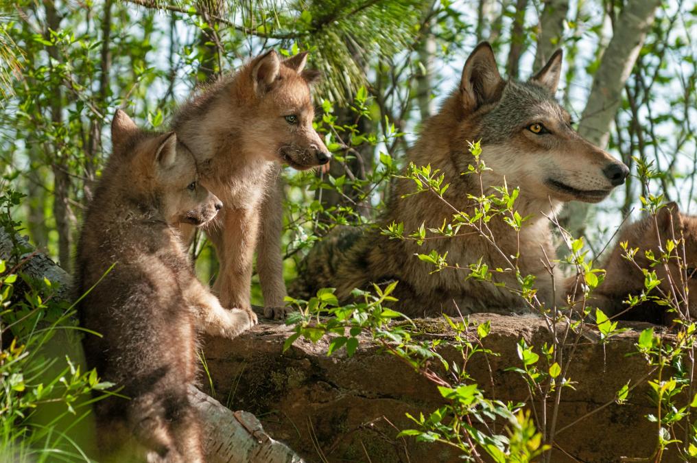 Wolf welpen Shutterstock