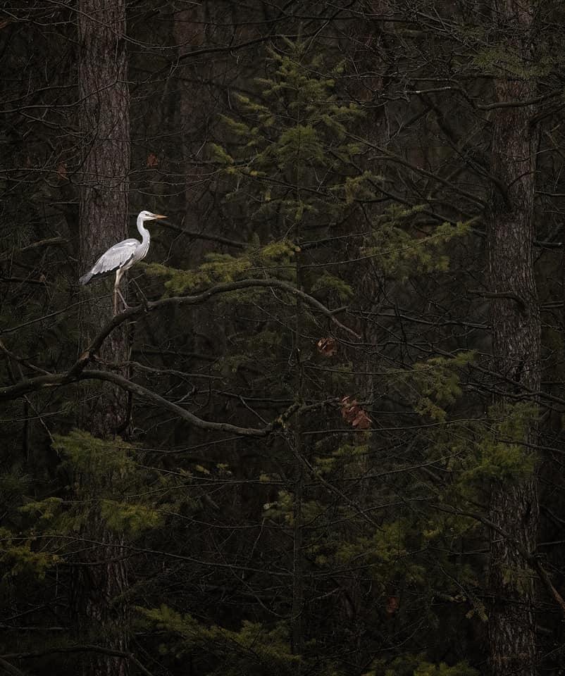 Blauwe reiger - Jente Kaprowski