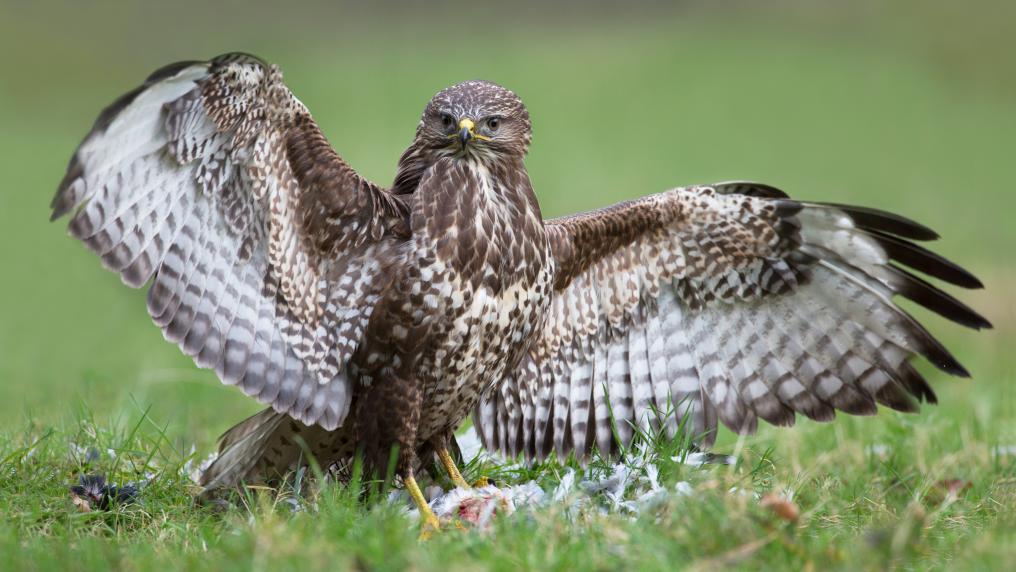 Buizerd_Luc Meert