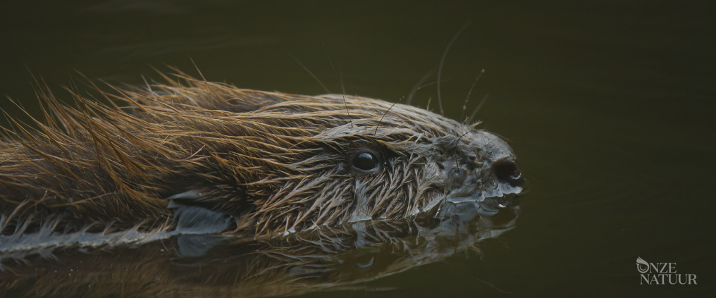 Bever - Onze Natuur