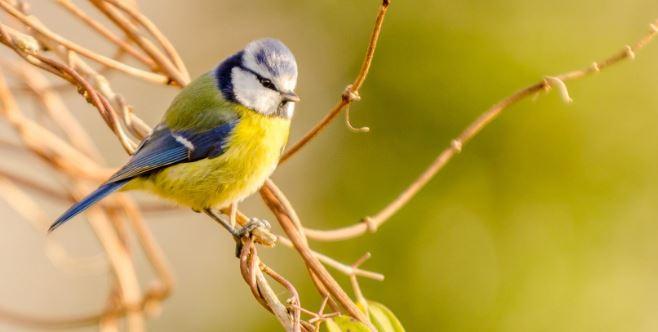 vogels