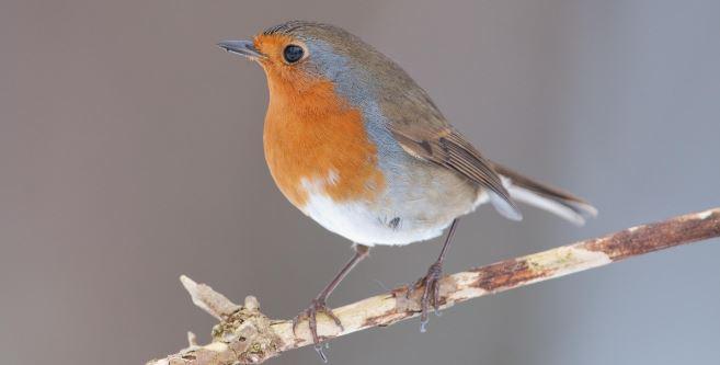 vogels