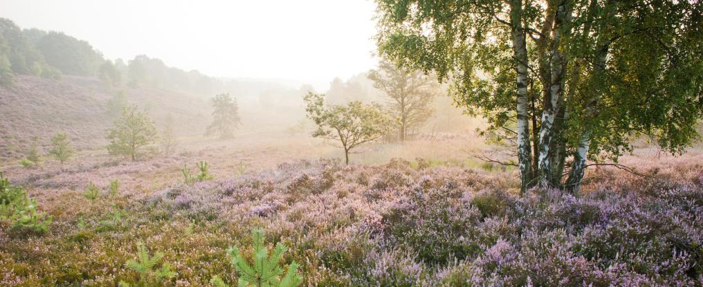 Heide - Wim Dirckx