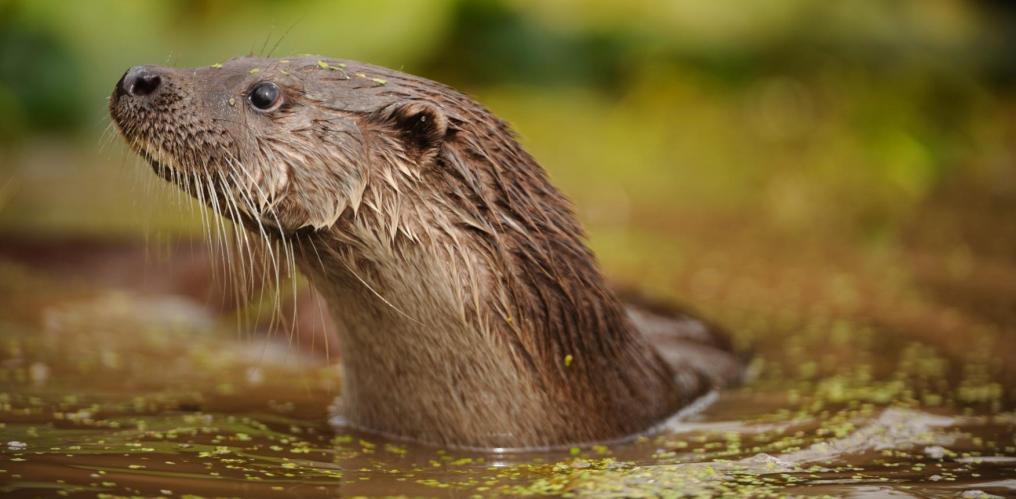 Otter - François Van Bauwel