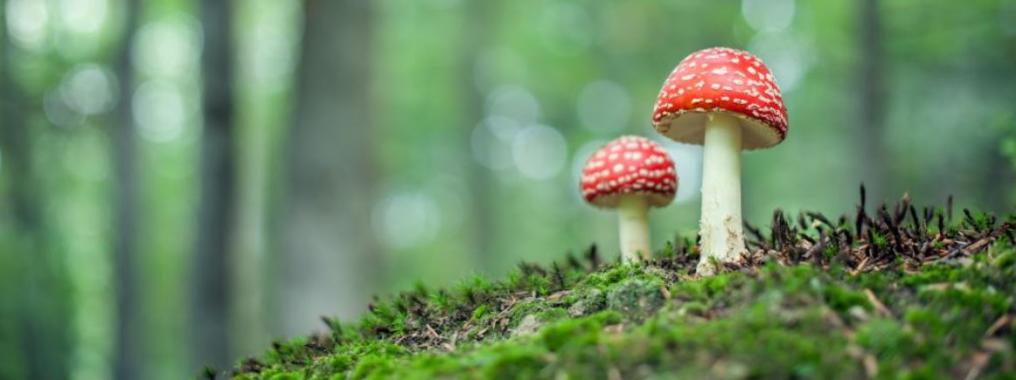 vliegenzwam - shutterstock