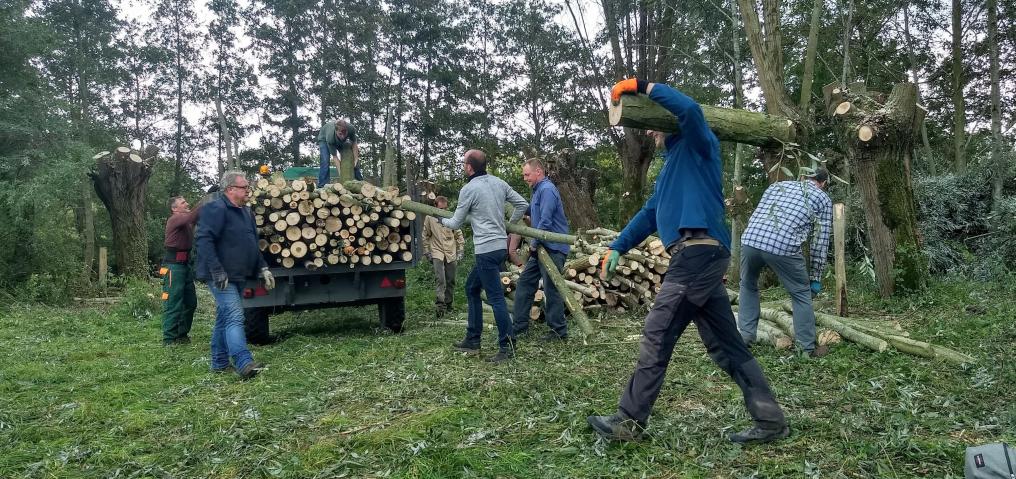 Beheerwerken in Zevergem bomen knotten - Lieve Van Acker