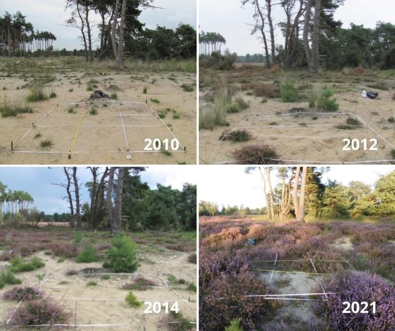 heideherstel_landschap_de_liereman_2010-2022_-_kris_van_der_steen