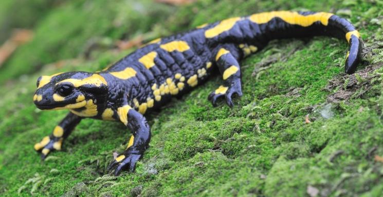 vuursalamander_rollin_verlinde