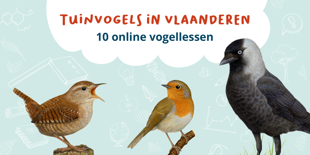 Natuurpunt gratis cursus tuinvogels