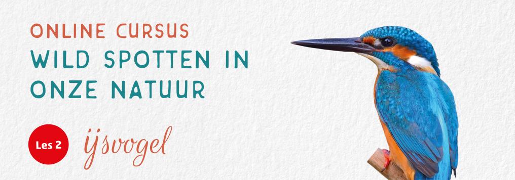Online cursus Wild Spotten - ijsvogel