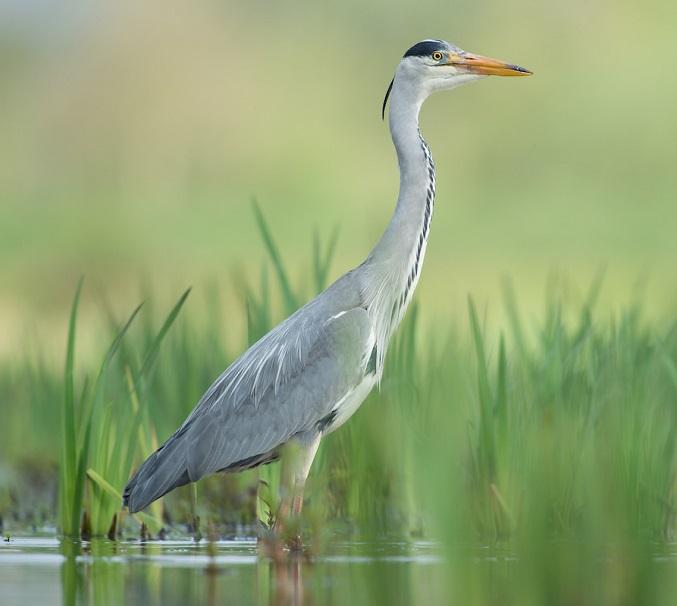 Blauwe reiger