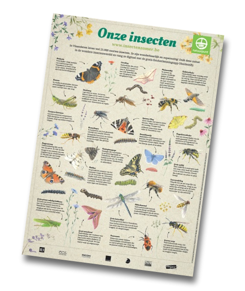 Insectenposter