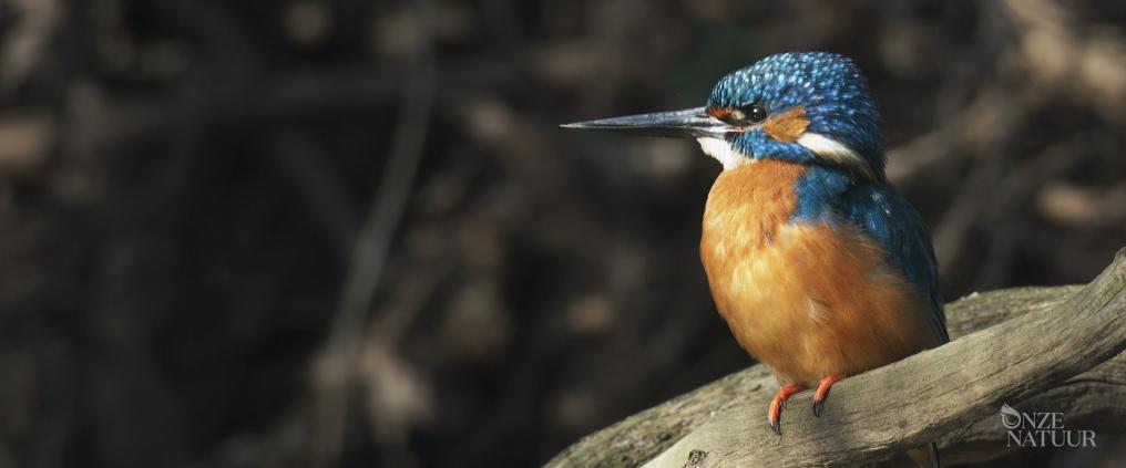 Ijsvogel