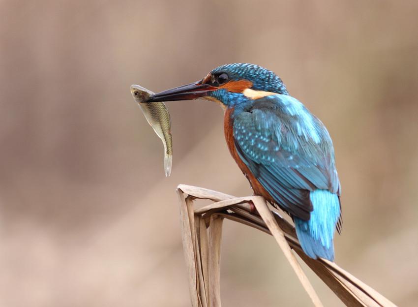 Ijsvogel