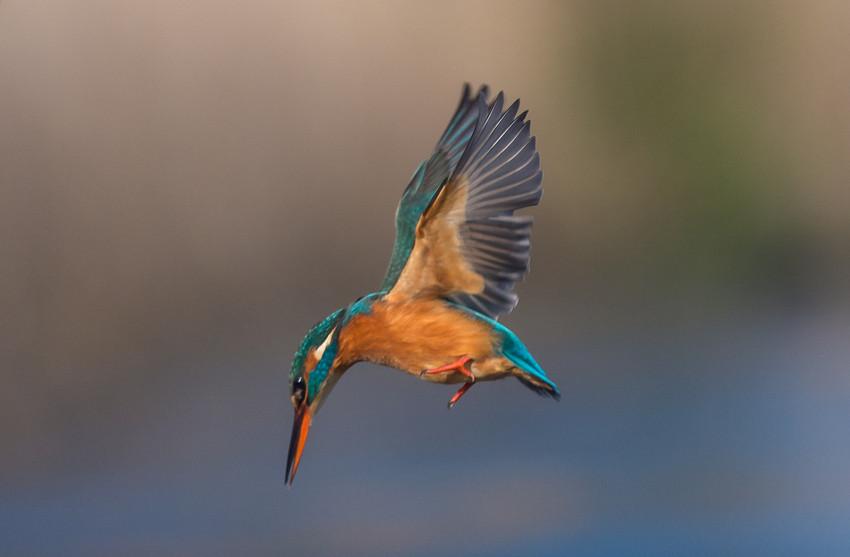 Ijsvogel in vlucht