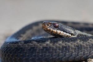 adder_tom_goossens