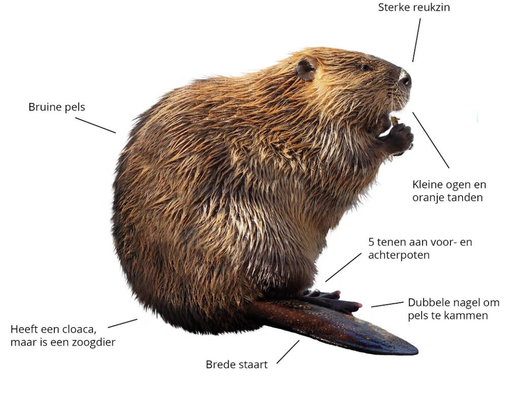 Bever