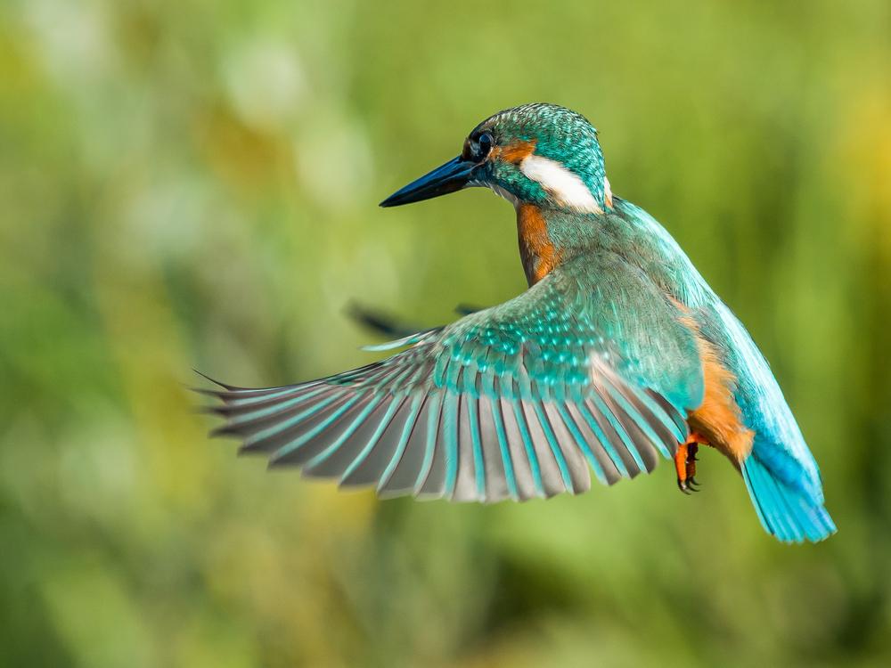 Ijsvogel 