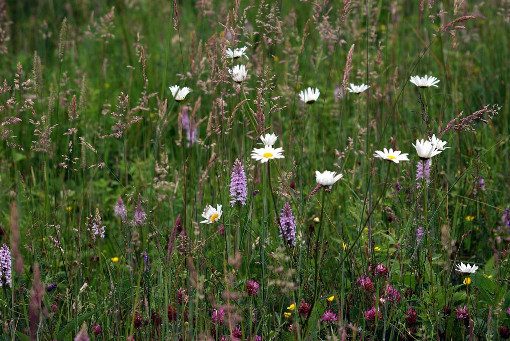 biodiversiteit3_ewoud_lamiral