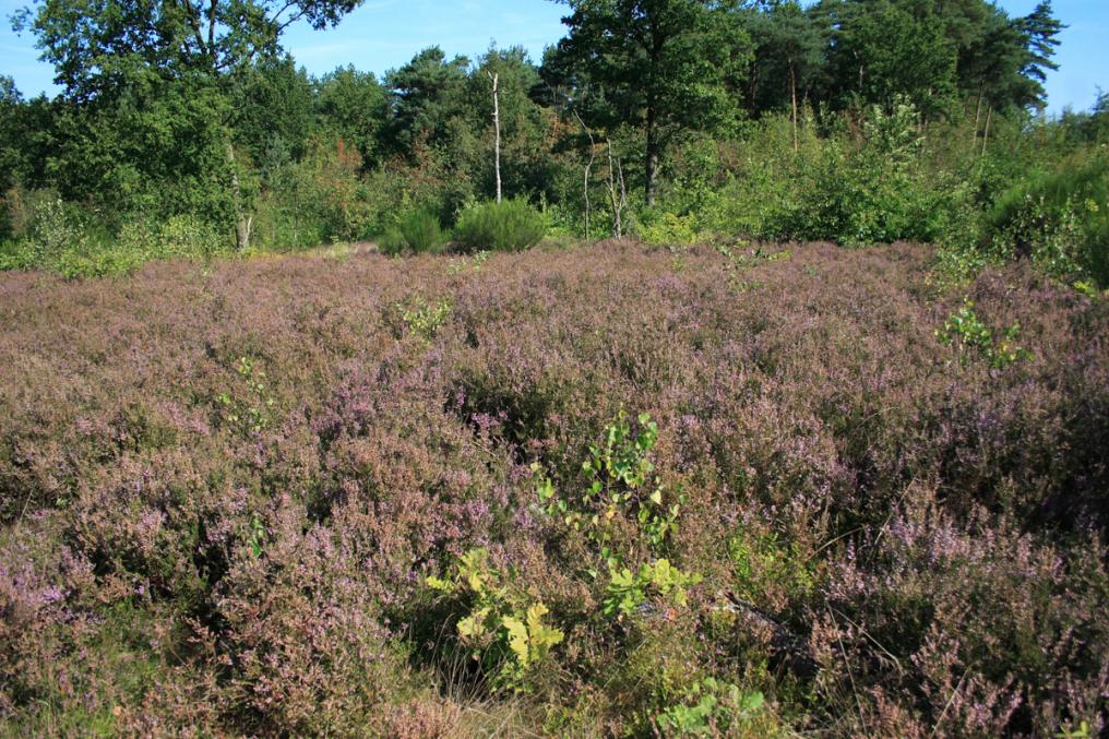 droge_heide_-_steven_van_gompel