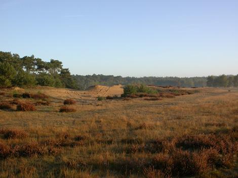 heidelandschap_maartenjacobs_0