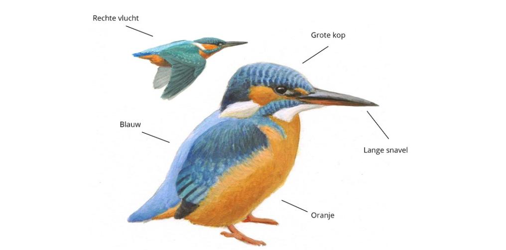 Ijsvogel