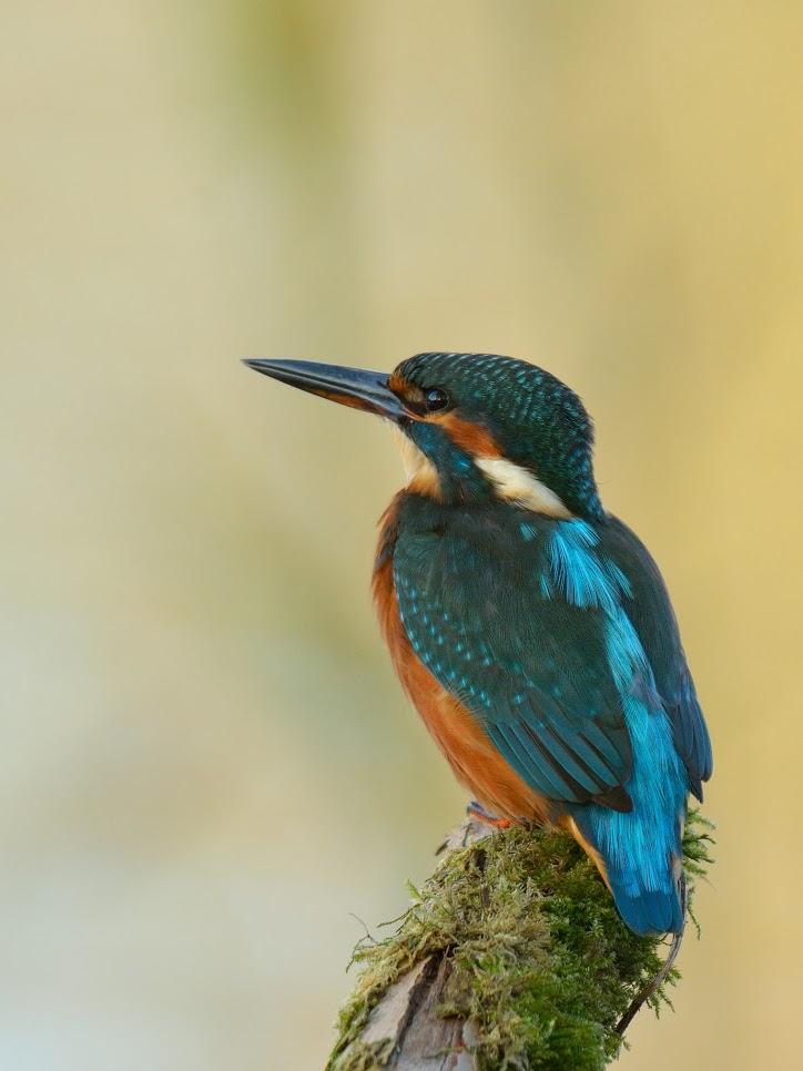  Preview Name ijsvogel_-_rik_verborgt