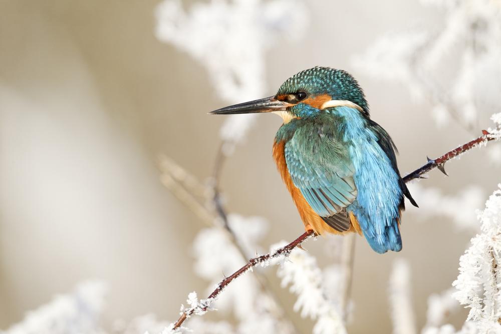Ijsvogel