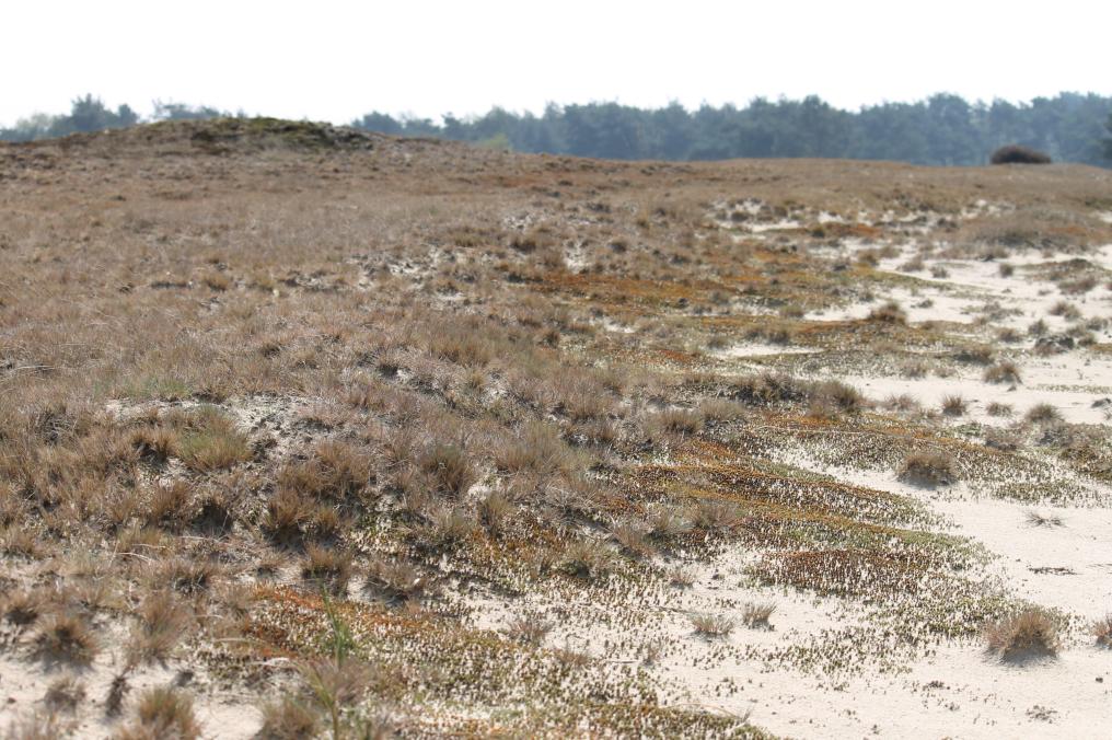 open_grasland_op_landduinen_kevin_feytons