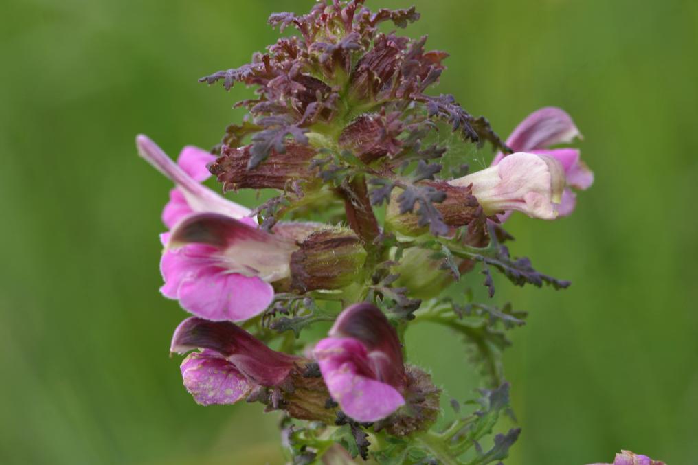rs43744_moeraskartelblad_leo_vaes_1210