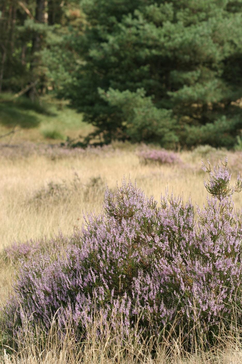 Preview Name struikheide_maartenjacobs_0