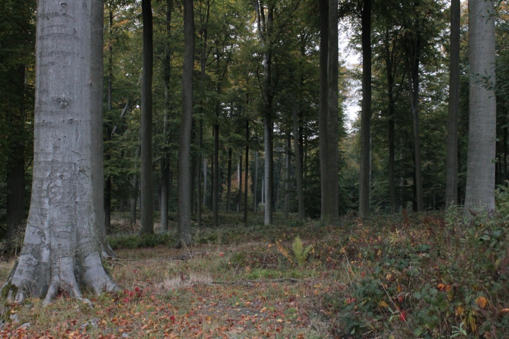 subatlantisch_beuken-_eikenbos_kevin_feytons