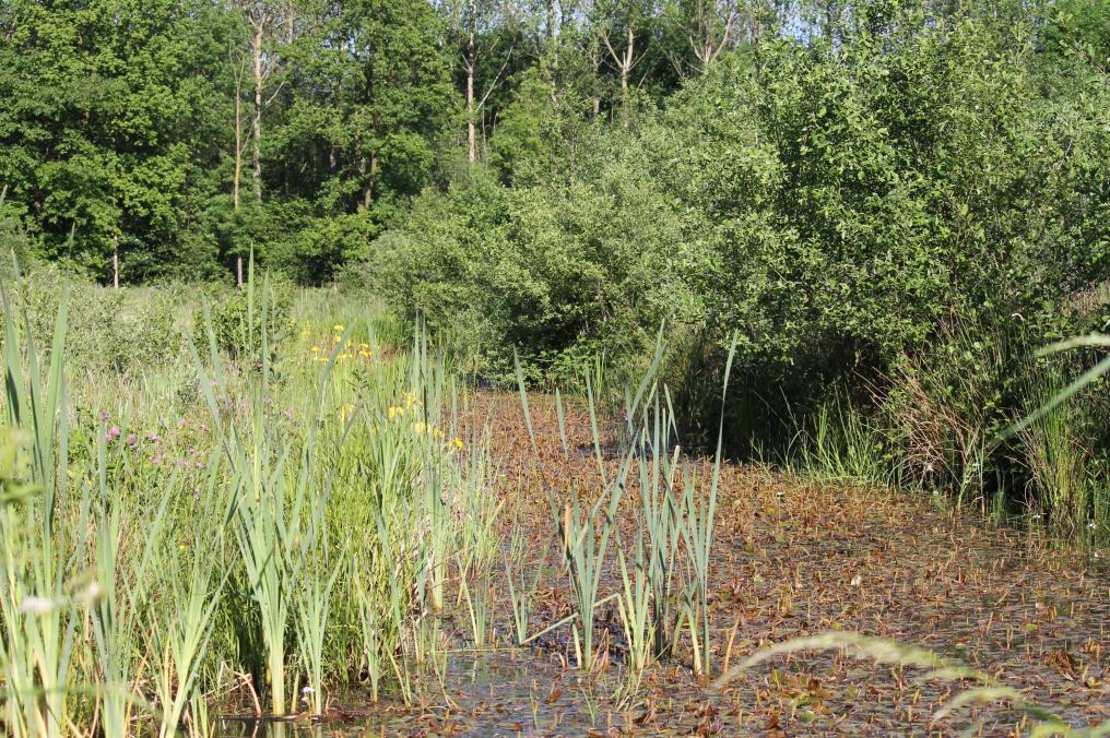 van_nature_eutrofe_wateren_kevin_feytons