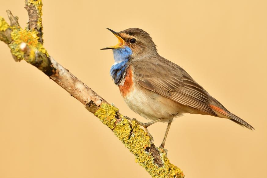 Preview Name vilda_112418_zingende_blauwborst_yves_adams_a8_40474