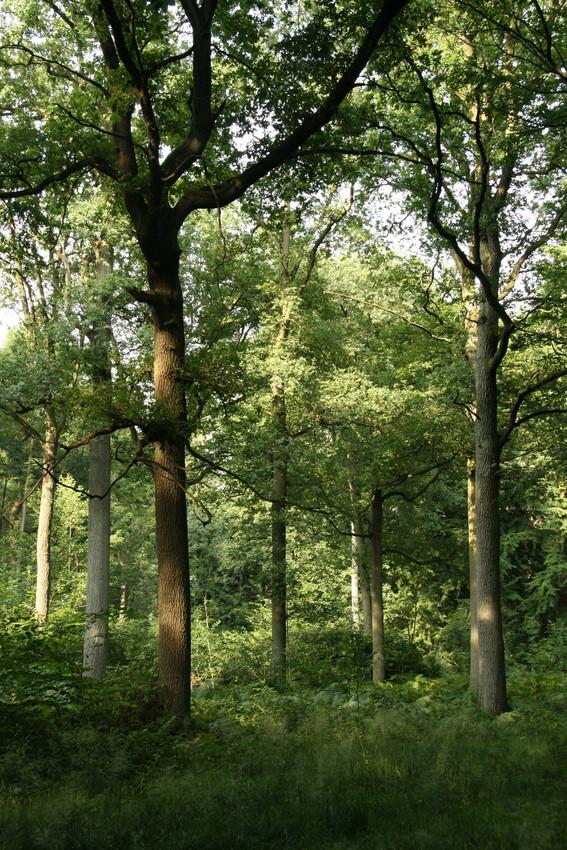 zuurminnend_eiken-berkenbos_ilf_jacobs