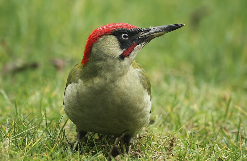 Groene specht - waarnemingen.be - Herman Blockx