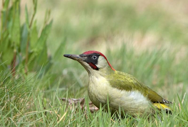 Groene specht - waarnemingen.be - Willy Ceulemans