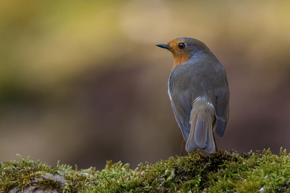 Roodborst - Wouter Cardoen