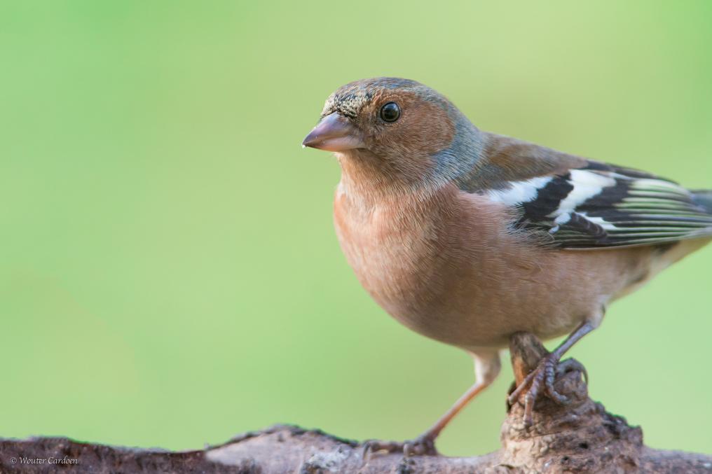 Vink - Wouter Cardoen