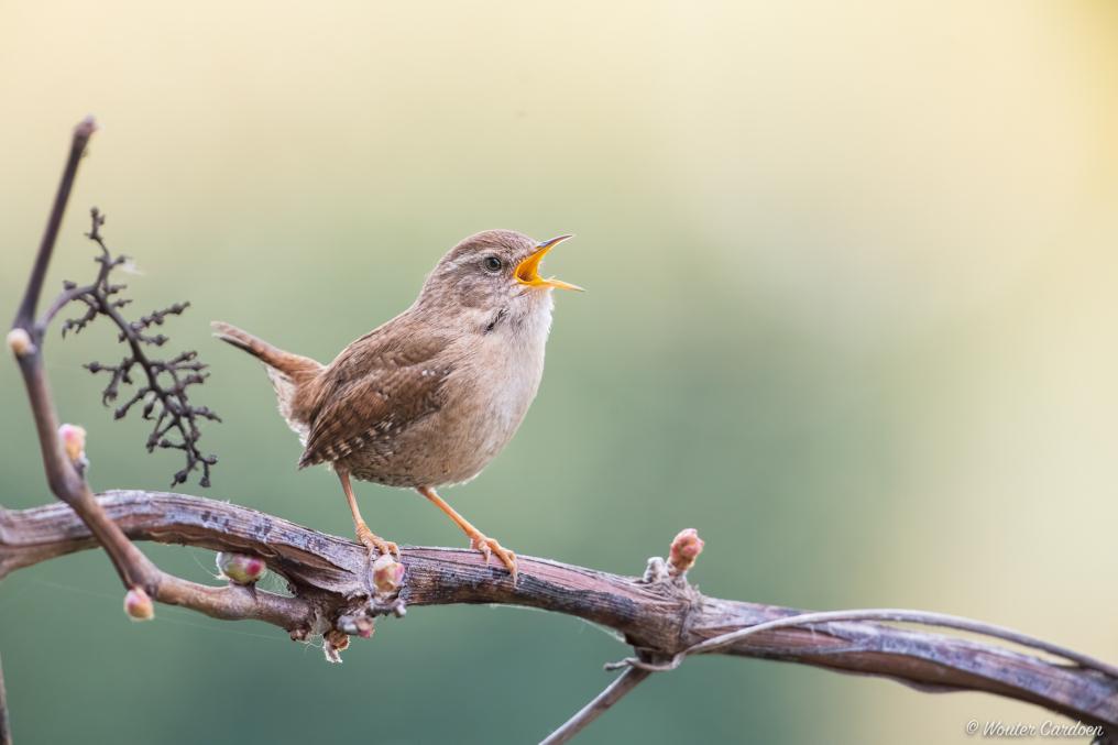 Winterkoning - Wouter Cardoen