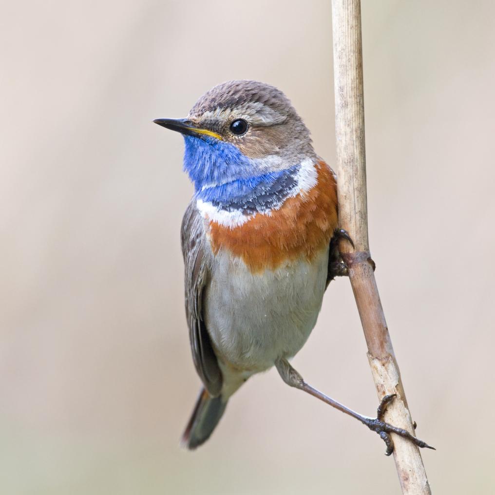 Blauwborst - Luc Meert 